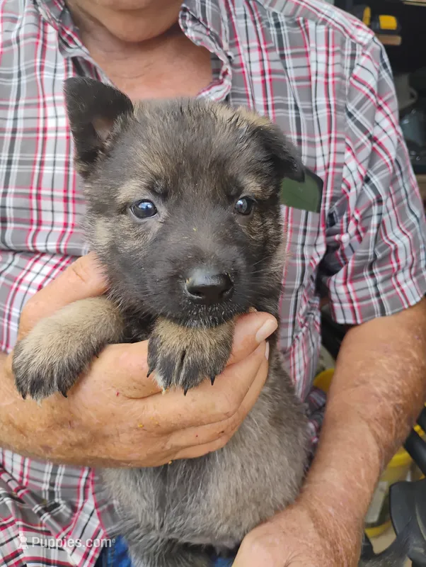 Lite purple collar – German Shepherd Dog puppy for sale in Cleveland, VA