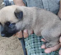 Green collar, a female German Shepherd Dog for sale in Cleveland, VA – 3 of 8