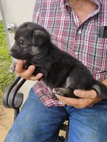 Teal collar, a male German Shepherd Dog for sale in Cleveland, VA – 2 of 10