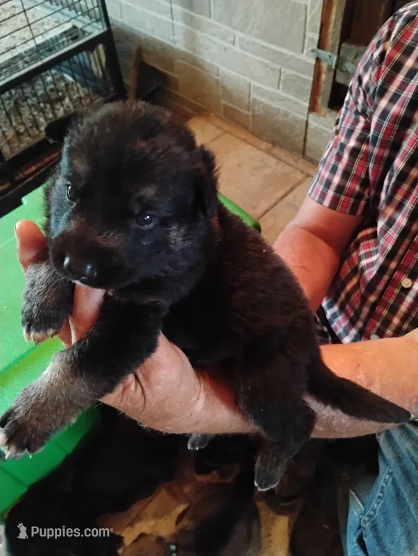 Teal collar – German Shepherd Dog puppy for sale in Cleveland, VA