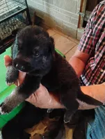 Teal collar, a male German Shepherd Dog for sale in Cleveland, VA – 1 of 10