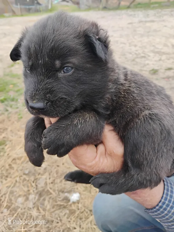 Pink collar – German Shepherd Dog puppy on hold in Cleveland, VA