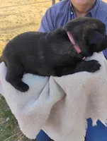 Pink collar, a female German Shepherd Dog for sale in Cleveland, VA – Photo 5 of 9