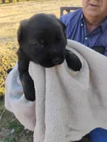 Pink collar, a female German Shepherd Dog for sale in Cleveland, VA – Photo 1 of 9