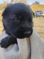 Pink collar, a female German Shepherd Dog for sale in Cleveland, VA – Photo 4 of 9