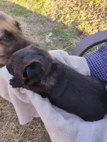 Pink collar, a female German Shepherd Dog for sale in Cleveland, VA – Photo 8 of 9