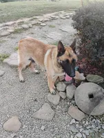 Pink collar, a female German Shepherd Dog for sale in Cleveland, VA – Photo 9 of 9