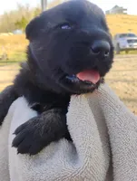 Pink collar, a female German Shepherd Dog for sale in Cleveland, VA – Photo 6 of 9