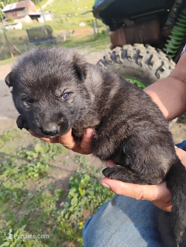Blue collar  – German Shepherd Dog puppy for sale in Cleveland, VA