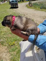 Red collar , a male German Shepherd Dog for sale in Cleveland, VA – 2 of 10