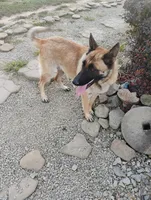 Silver collar, a female German Shepherd Dog for sale in Cleveland, VA – 9 of 9