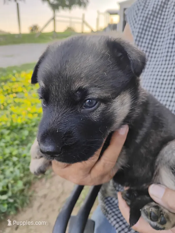 Silver collar – German Shepherd Dog puppy for sale in Cleveland, VA