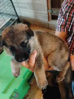 Aqua collar , a female German Shepherd Dog for sale in Cleveland, VA – 2 of 10