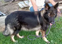 Orange collar, a male German Shepherd Dog for sale in Cleveland, VA – 9 of 10