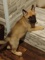 Green collar, a female German Shepherd Dog for sale in Cleveland, VA – 6 of 10