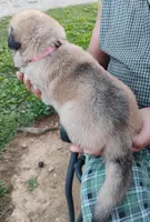 Pink collar, a female German Shepherd Dog for sale in Cleveland, VA – 3 of 8