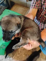 Copper collar , a female German Shepherd Dog for sale in Cleveland, VA – 1 of 10