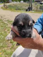 Lite pink, a female German Shepherd Dog for sale in Cleveland, VA – 2 of 10