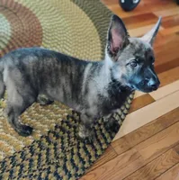 Yellow collar, a female German Shepherd Dog for sale in Cleveland, VA – 3 of 10