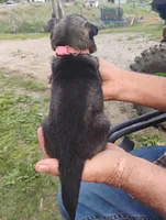 Pink collar, a female German Shepherd Dog for sale in Cleveland, VA – 6 of 10