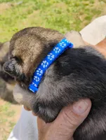 Violet blue, a male German Shepherd Dog for sale in Cleveland, VA – 4 of 10