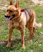 Red collar , a male German Shepherd Dog for sale in Cleveland, VA – 9 of 10