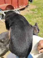Lite pink, a female German Shepherd Dog for sale in Cleveland, VA – 6 of 10