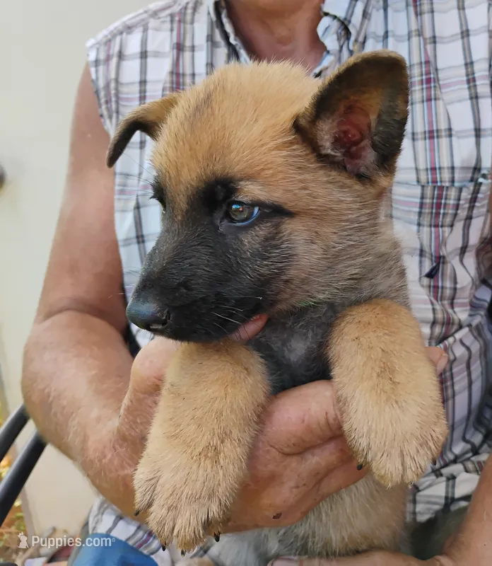 Green collar – German Shepherd Dog puppy for sale in Cleveland, VA