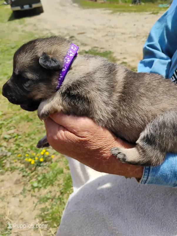 Purple collar – German Shepherd Dog puppy for sale in Cleveland, VA