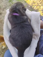Purple collar, a female German Shepherd Dog for sale in Cleveland, VA – Photo 5 of 8