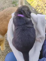 Purple collar, a female German Shepherd Dog for sale in Cleveland, VA – Photo 4 of 8