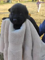 Purple collar, a female German Shepherd Dog for sale in Cleveland, VA – Photo 2 of 8