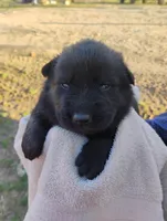 Purple collar, a female German Shepherd Dog for sale in Cleveland, VA – Photo 1 of 8