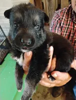 Sky blue, a male German Shepherd Dog for sale in Cleveland, VA – 2 of 10
