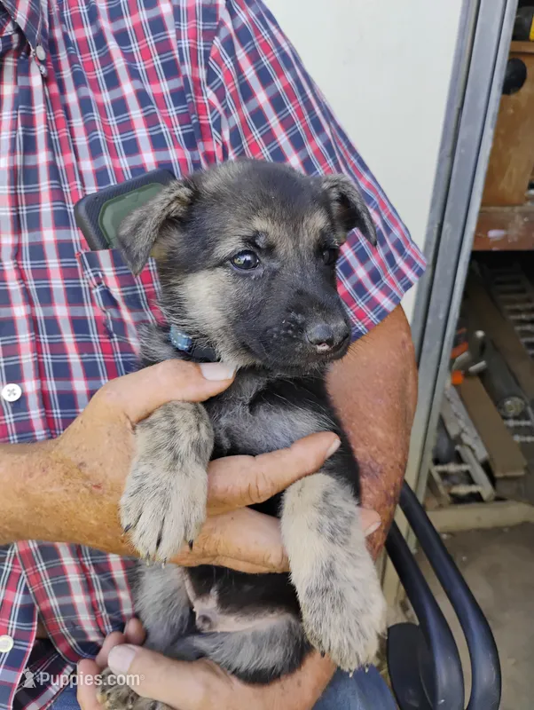Dark blue – German Shepherd Dog puppy for sale in Cleveland, VA