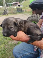 Silver collar, a male German Shepherd Dog for sale in Cleveland, VA – 3 of 10