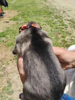 Orange collar, a male German Shepherd Dog for sale in Cleveland, VA – 5 of 10