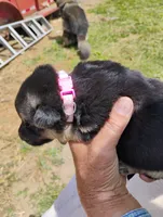 Lite pink, a female German Shepherd Dog for sale in Cleveland, VA – 3 of 10