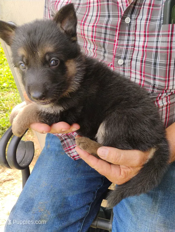 Sky blue – German Shepherd Dog puppy for sale in Cleveland, VA
