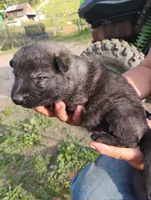 Blue collar , a male German Shepherd Dog for sale in Cleveland, VA – 4 of 9