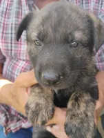Yellow collar, a female German Shepherd Dog for sale in Cleveland, VA – 3 of 9
