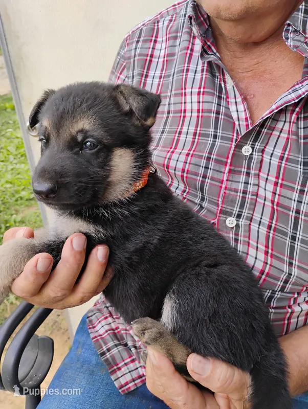 Bright orange collar  – German Shepherd Dog puppy for sale in Cleveland, VA