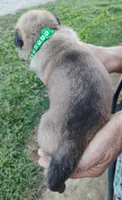 Green collar, a female German Shepherd Dog for sale in Cleveland, VA – 2 of 8