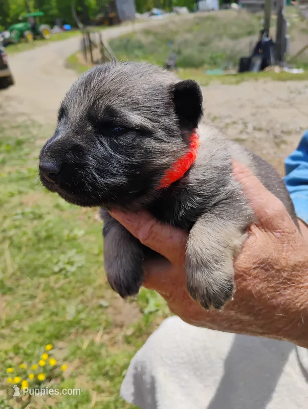 Orange collar – German Shepherd Dog puppy for sale in Cleveland, VA