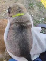 Yellow collar, a female German Shepherd Dog for sale in Cleveland, VA – Photo 5 of 9