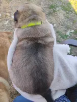 Yellow collar, a female German Shepherd Dog for sale in Cleveland, VA – Photo 6 of 9