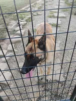 Yellow collar, a female German Shepherd Dog for sale in Cleveland, VA – Photo 8 of 9