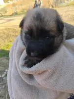 Yellow collar, a female German Shepherd Dog for sale in Cleveland, VA – Photo 1 of 9