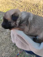 Yellow collar, a female German Shepherd Dog for sale in Cleveland, VA – Photo 7 of 9
