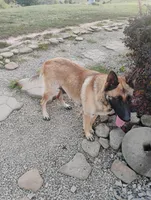 Yellow collar, a female German Shepherd Dog for sale in Cleveland, VA – Photo 9 of 9